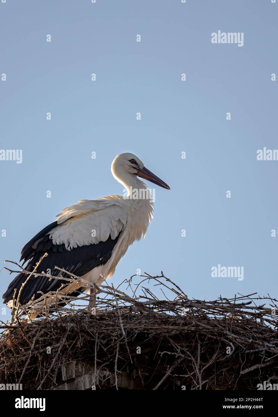 Ciconie blanche européenne Ciconia Ciconia est le symbole de la migration des oiseaux Banque D'Images