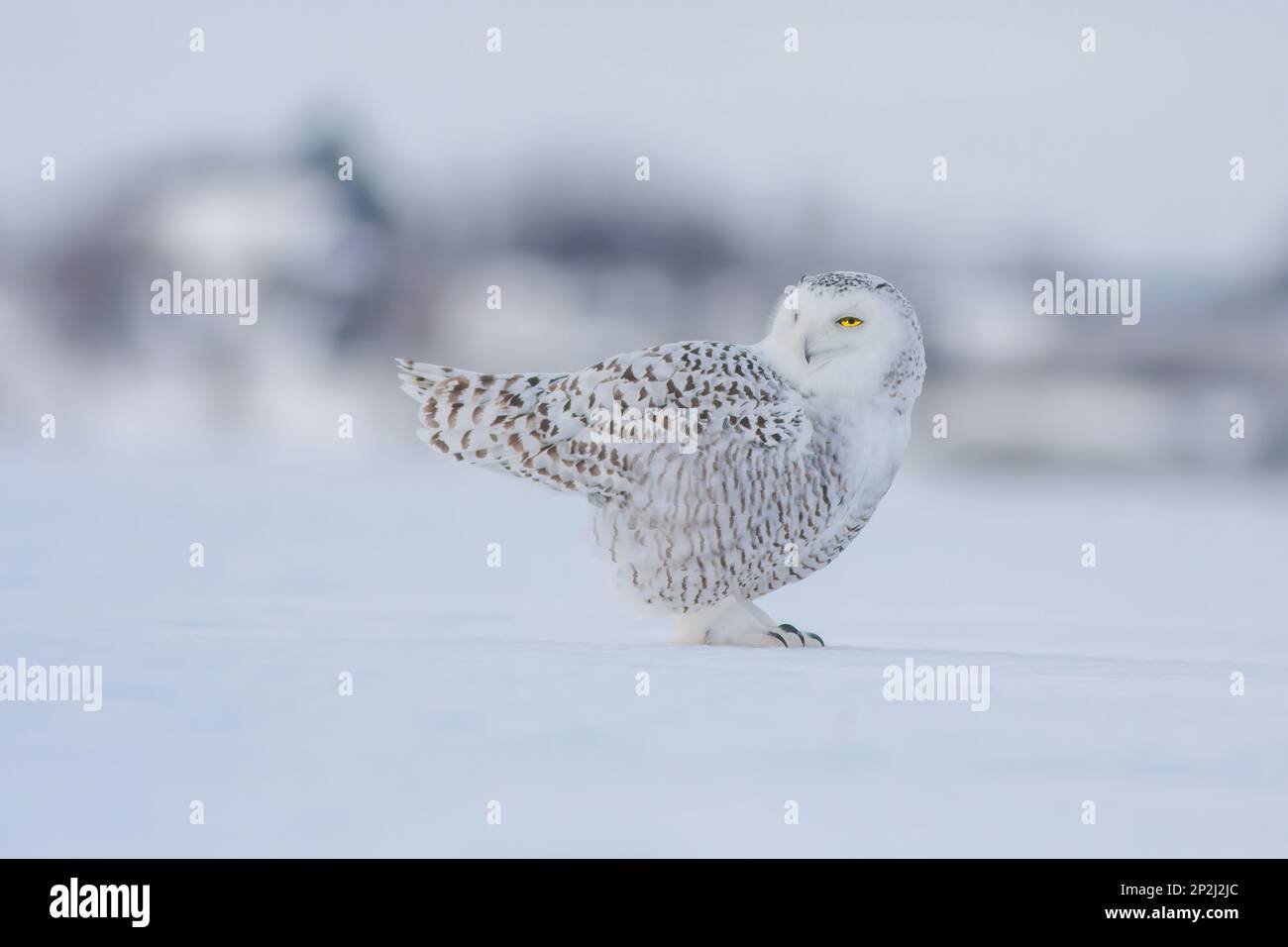 Hibou enneigé (Bubo scandiacus) en hiver Banque D'Images
