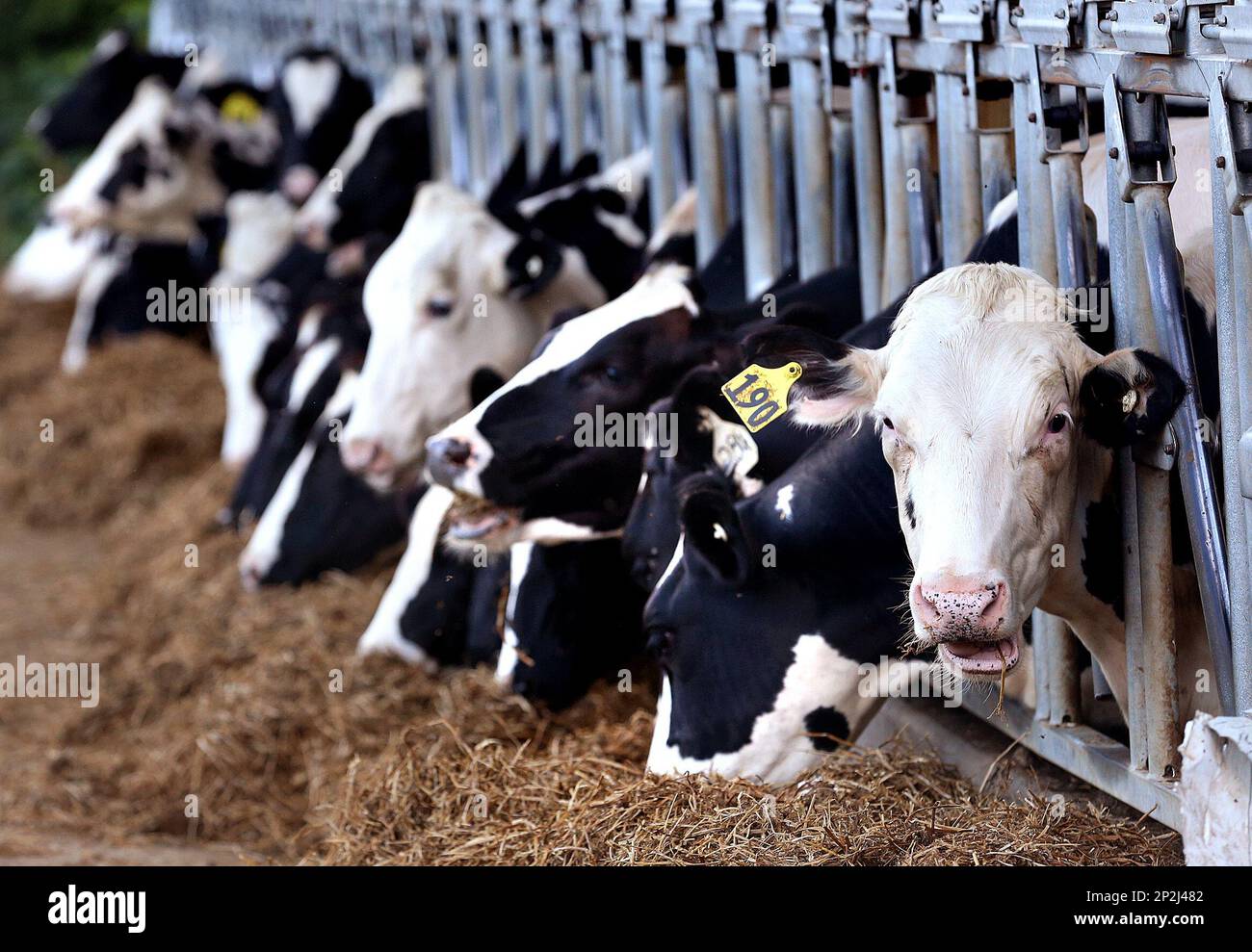 ADVANCED FOR RELEASE SATURDAY, AUGUST 15, 2015 Holstein cows feed at Groth Family Farms in rural Houston, Minn. Although Milk prices are down feed prices are also low alleviating some of the pain for farmers. (Peter Thomson/La Crosse Tribune via AP) Banque D'Images