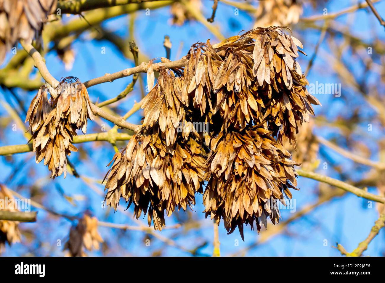 Le frêne (fraxinus excelsior), gros plan des gousses de graines ou des clés accrochées à l'arbre pendant l'hiver, a été abattu contre un ciel bleu. Banque D'Images