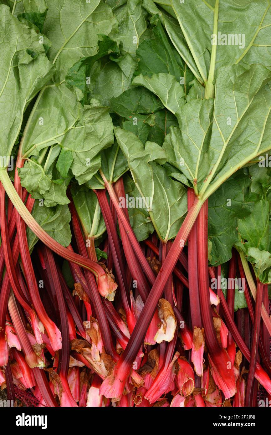 Rhubarb frais bio sur le marché local des agriculteurs. Format vertical. Banque D'Images