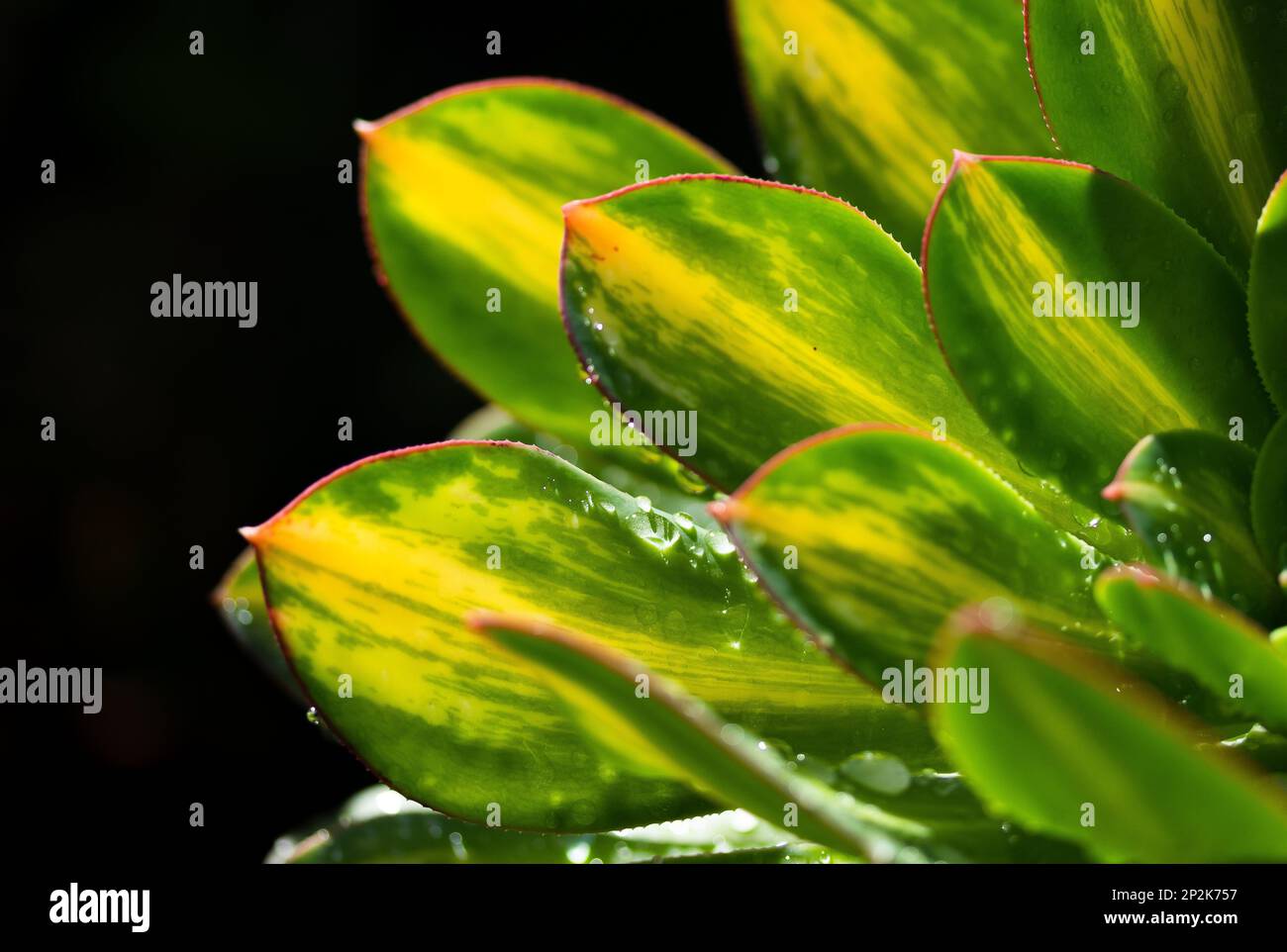 Aeonium Starburst Banque D'Images