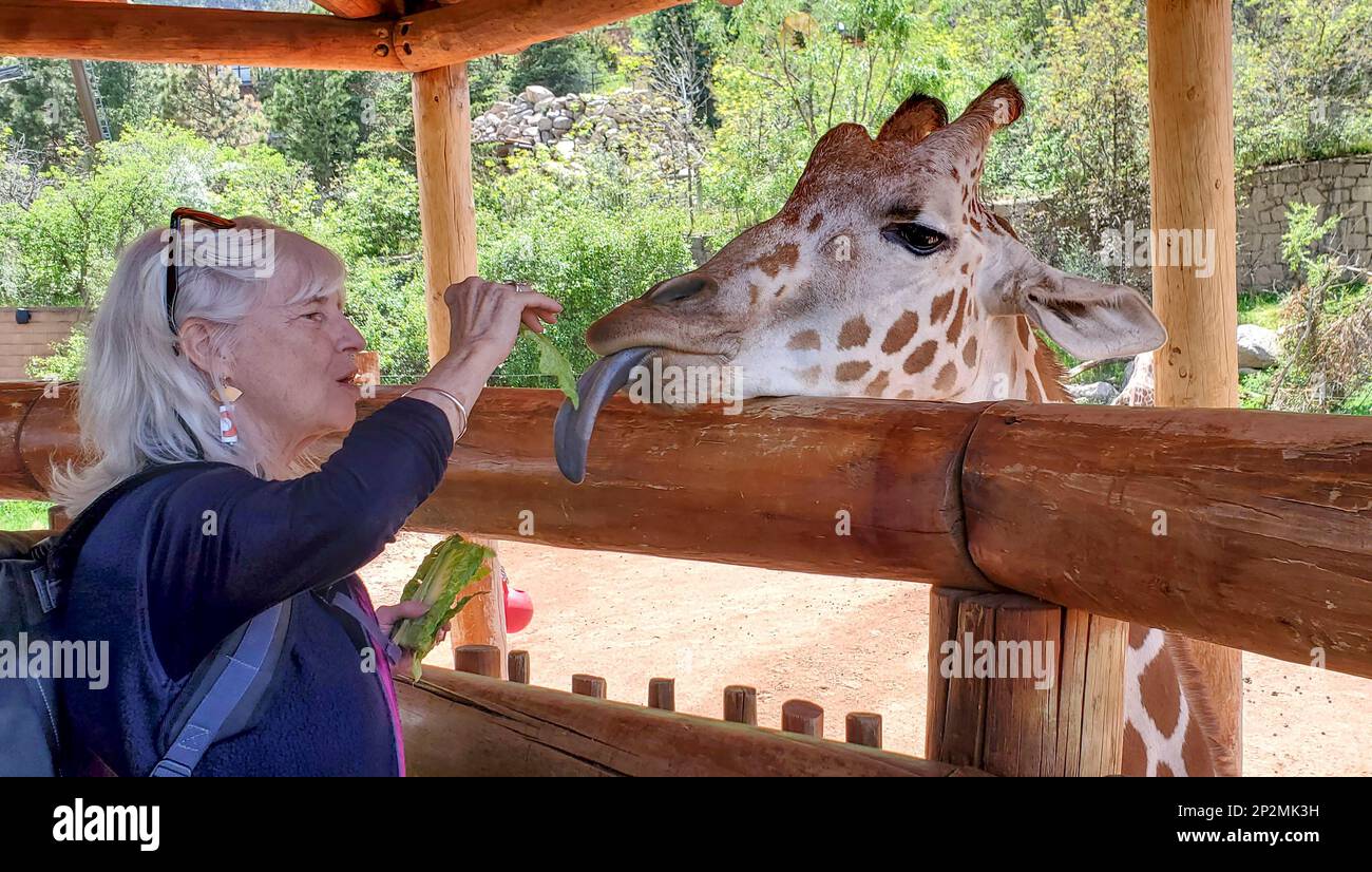 Girafe mange avec impatience le céleri de la main d'un visiteur. Zoo de Cheyenne Mountain. Banque D'Images