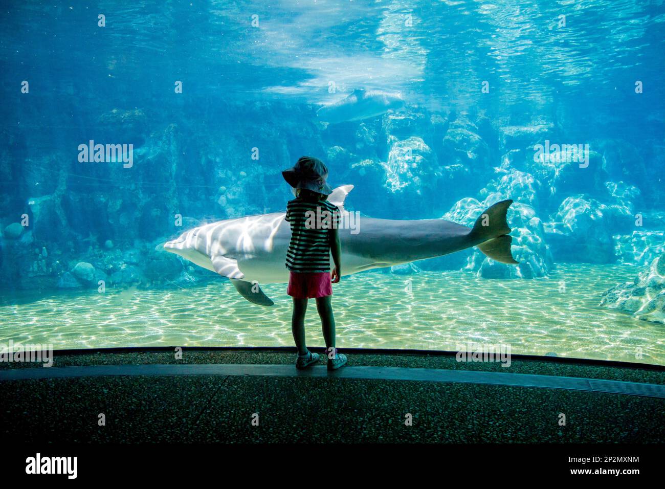 Observation des dauphins dans Sea World, Floride Banque D'Images