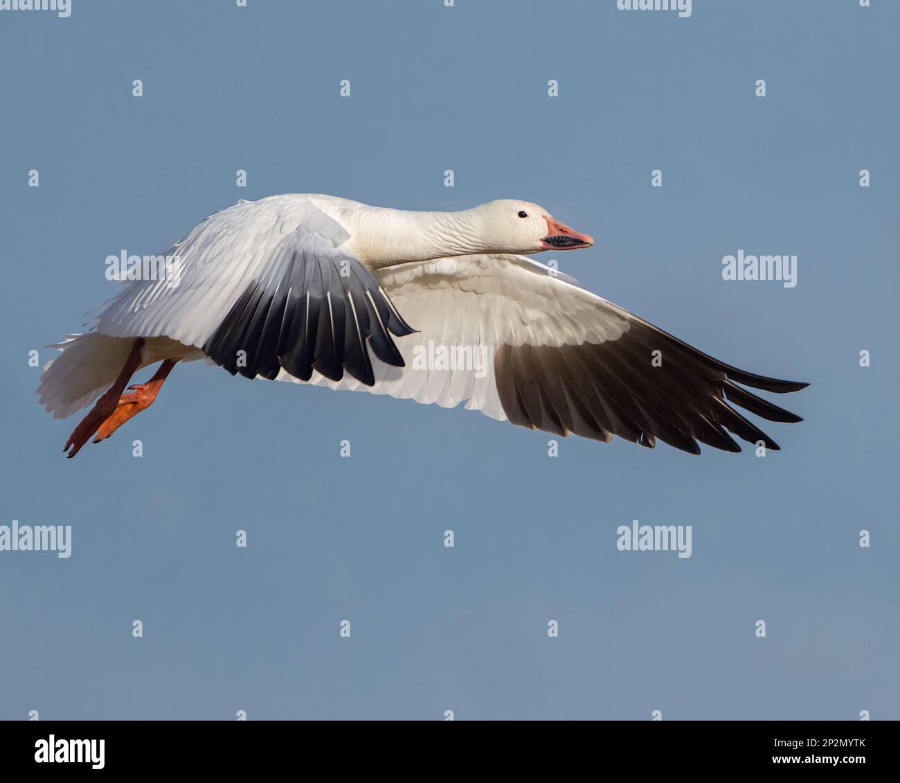 Une oie des neiges avec ses ailes droites devant. Banque D'Images