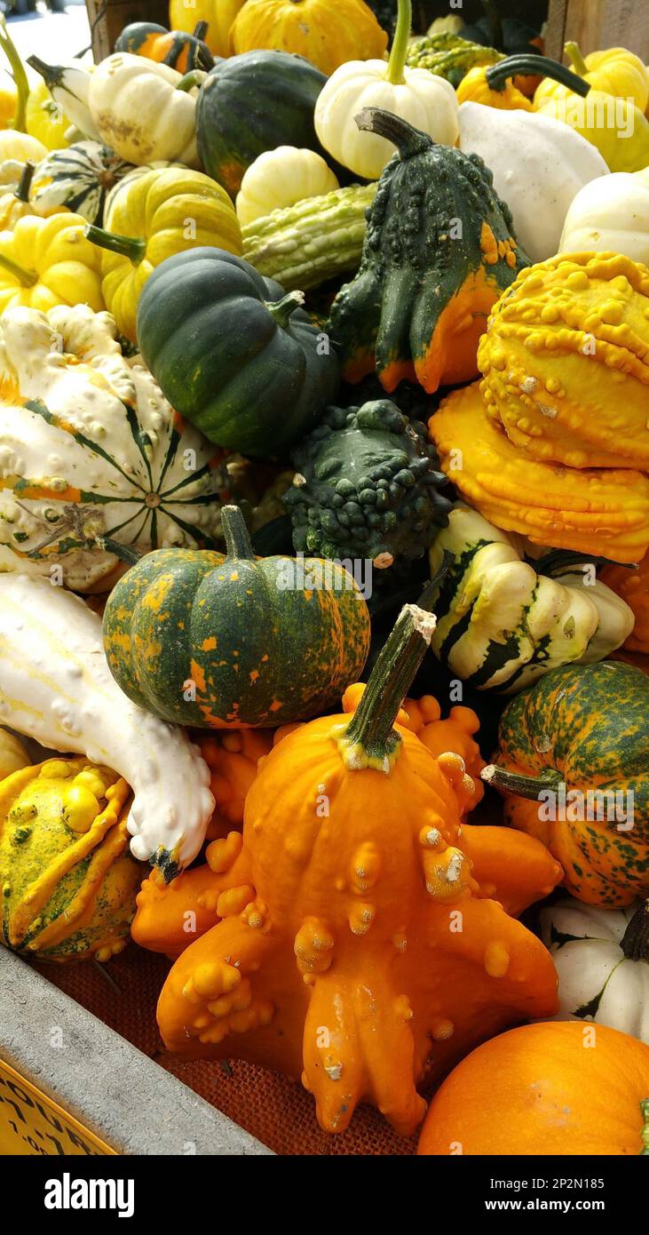 Un arraingment de calebasses colorées en vente à un marché fermier à nouveau Englande s Banque D'Images