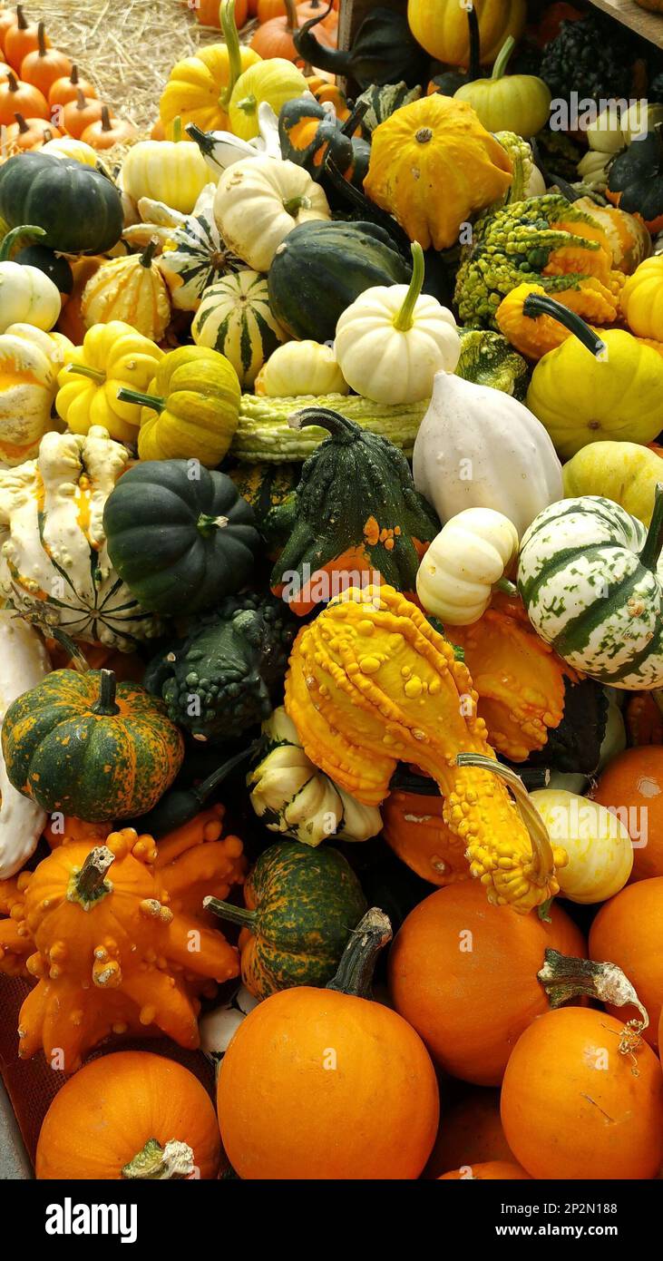 Un arraingment de calebasses colorées en vente à un marché fermier à nouveau Englande s Banque D'Images