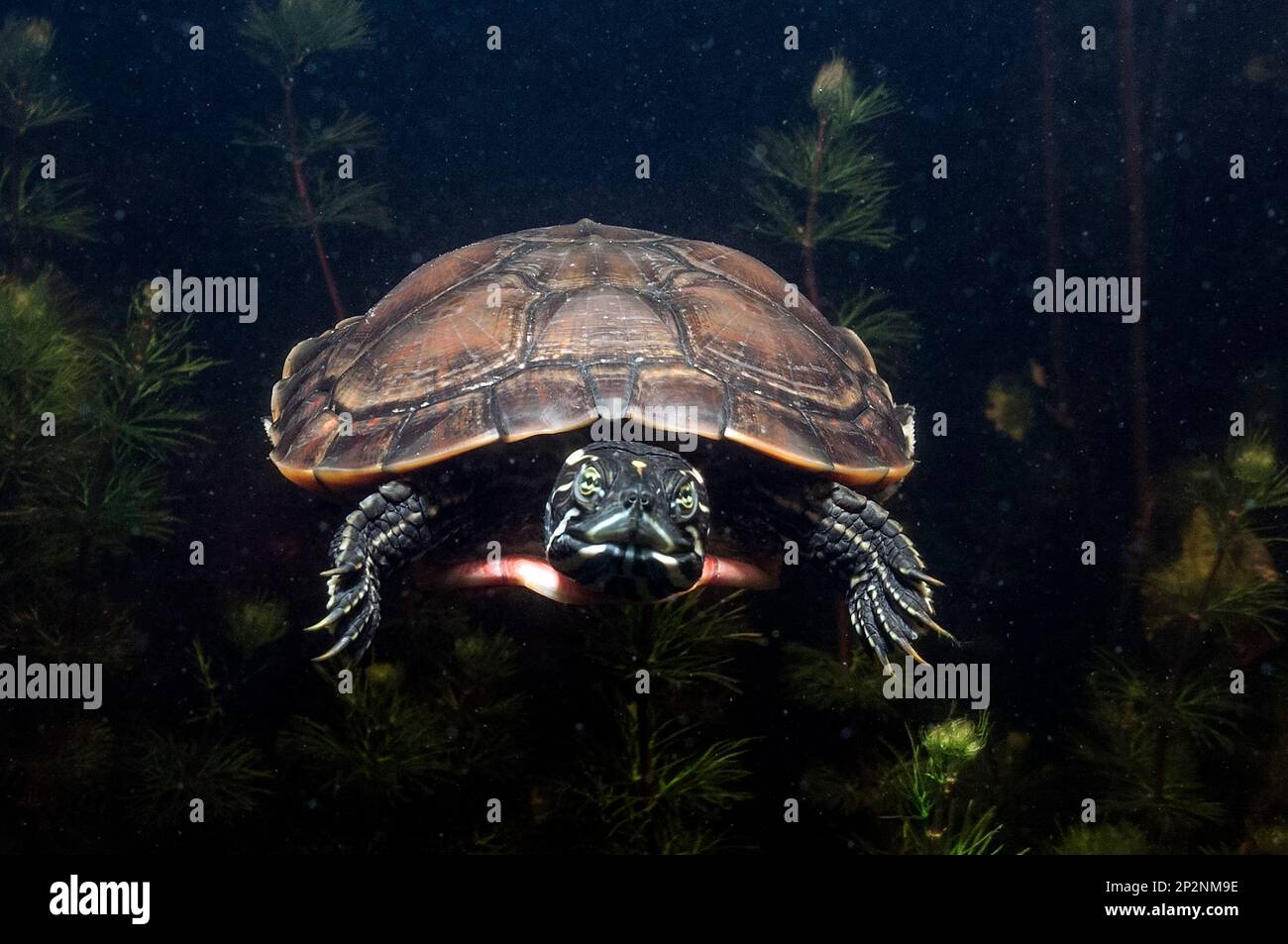 North Red-Bellied Cooter tournant vers caméra dans Burrage Pond, Hanson, ma Banque D'Images