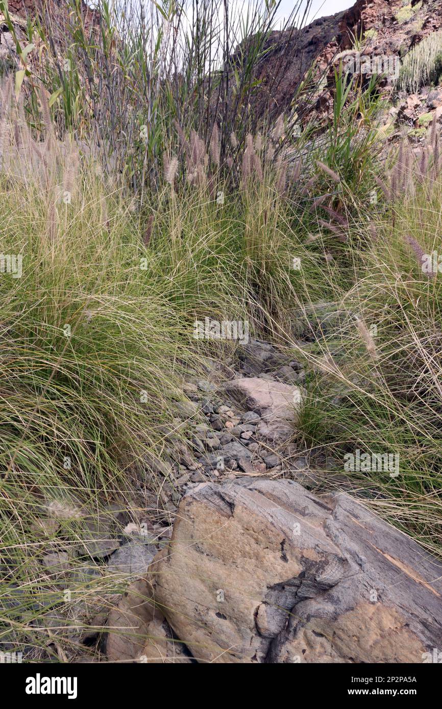 Barranco de los Guinchos , Gran Canaria, Espagnol, San Agustin Banque D'Images