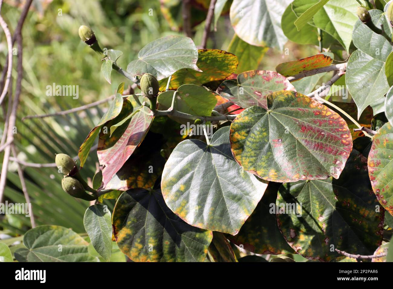 Talipariti elatum (Syn. Hibicus elatus), Gran Canaria, San Agustin Banque D'Images