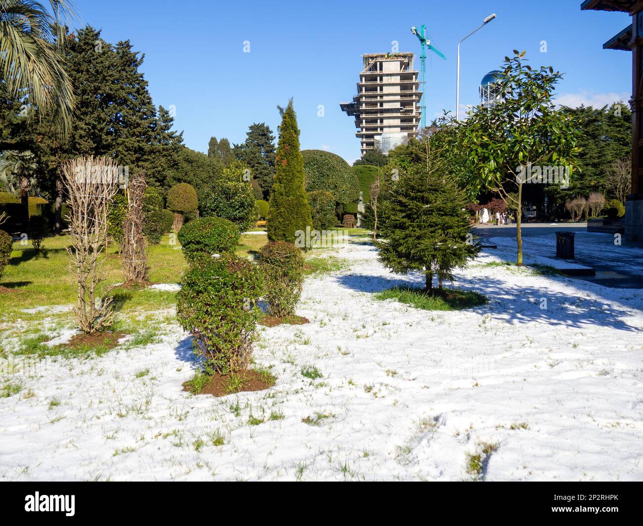 Neige sur un palmier et sur l'herbe verte. Hiver à Batumi. L'hiver dans le parc de la station de la ville du sud. Chute soudaine de neige. Contraste Banque D'Images