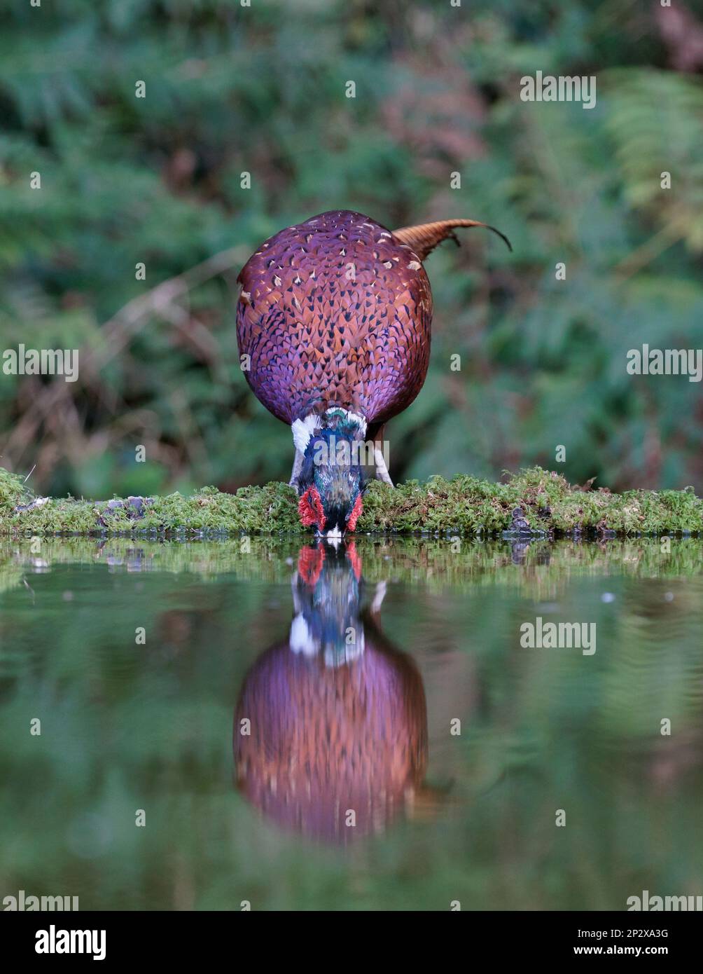 Faisan [ Phasianus colchicus ] oiseau mâle buvant de l'étang avec réflexion Banque D'Images