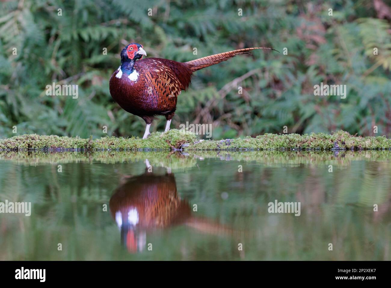 Faisan [ Phasianus colchicus ] oiseau mâle sur le bord de l'étang avec réflexion Banque D'Images
