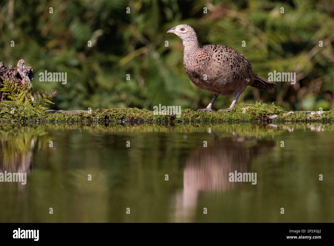 Faisan [ Phasianus colchicus ] oiseau femelle sur le bord de l'étang avec réflexion Banque D'Images