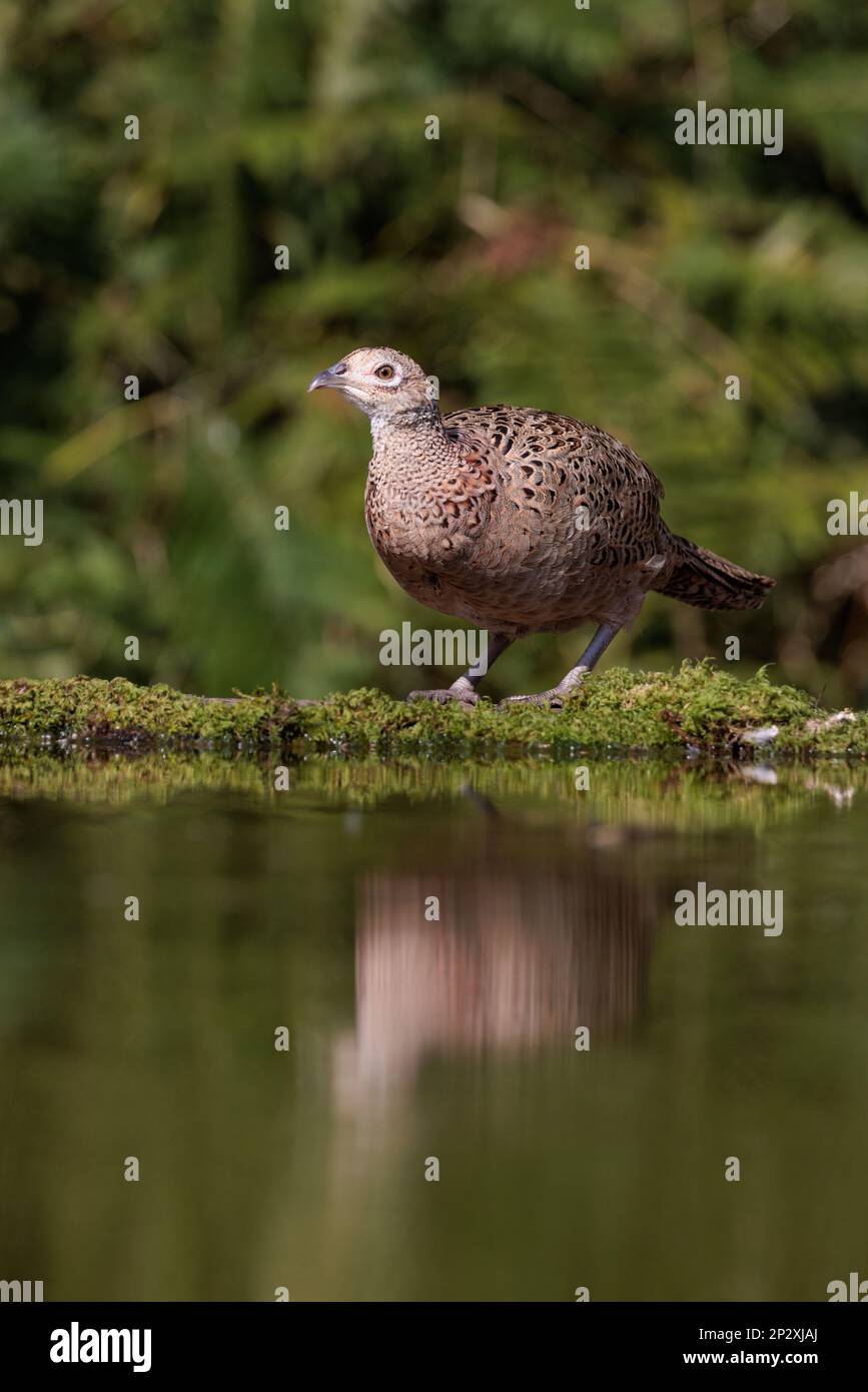 Faisan [ Phasianus colchicus ] oiseau femelle sur le bord de l'étang avec réflexion Banque D'Images