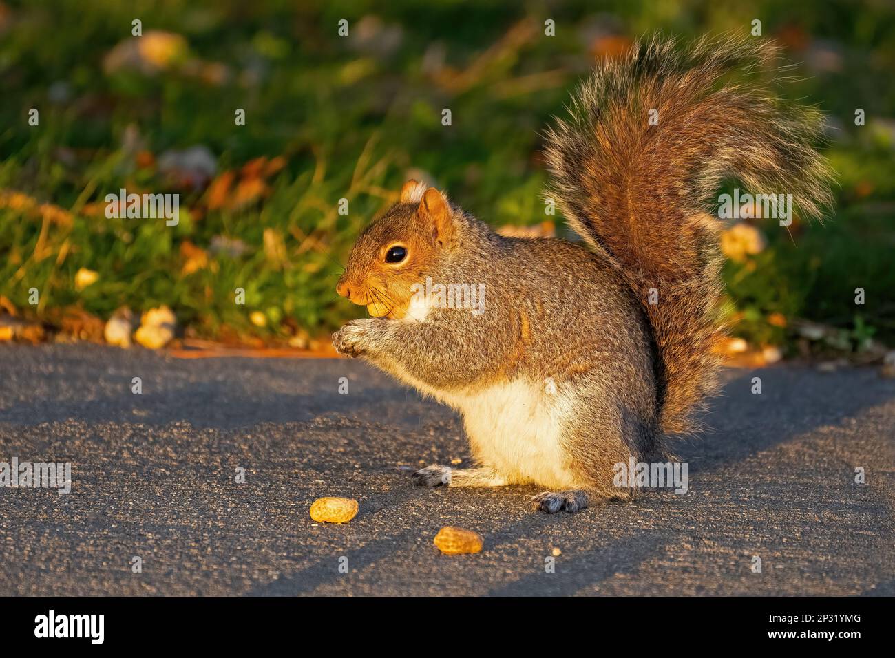 Un écureuil gris de l'est Eating a Peanut Banque D'Images