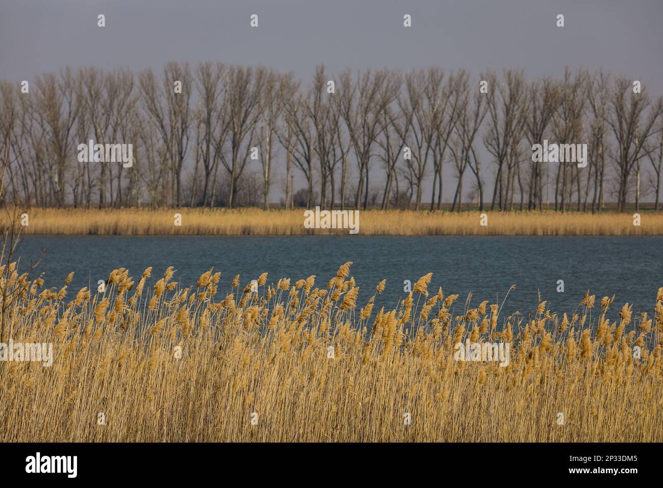 Paysage du début du printemps avec des arbres en arrière-plan, rivière au milieu et roseaux secs au premier plan. Banque D'Images