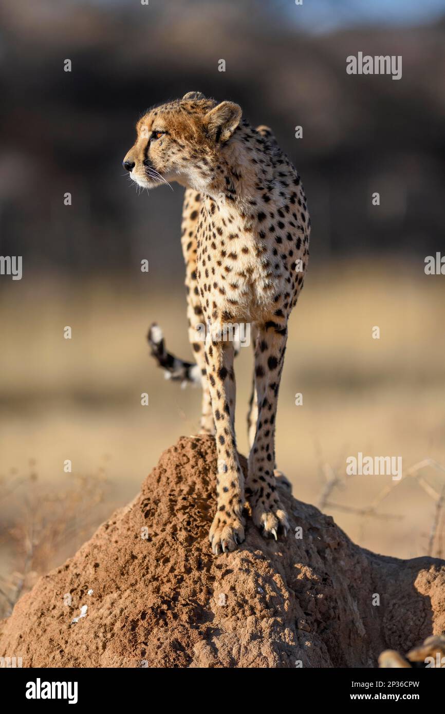 Cheetah (Acinonyx jubatus) sur un termite, mâle, réserve naturelle d'Okonjima, près d'Otjiwarongo, région d'Otjozondjupa, Namibie Banque D'Images