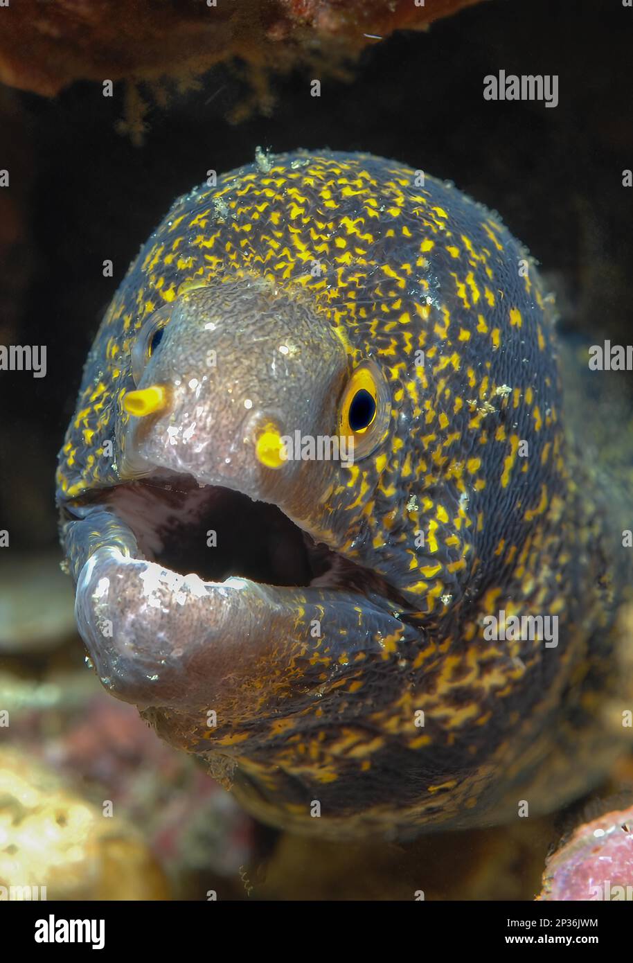 Gros plan de la tête de l'anguille moray (Echidna nebulosa) anguille moray à étoiles, Mer Rouge, Charm el-Cheikh, Sinaï, Égypte Banque D'Images