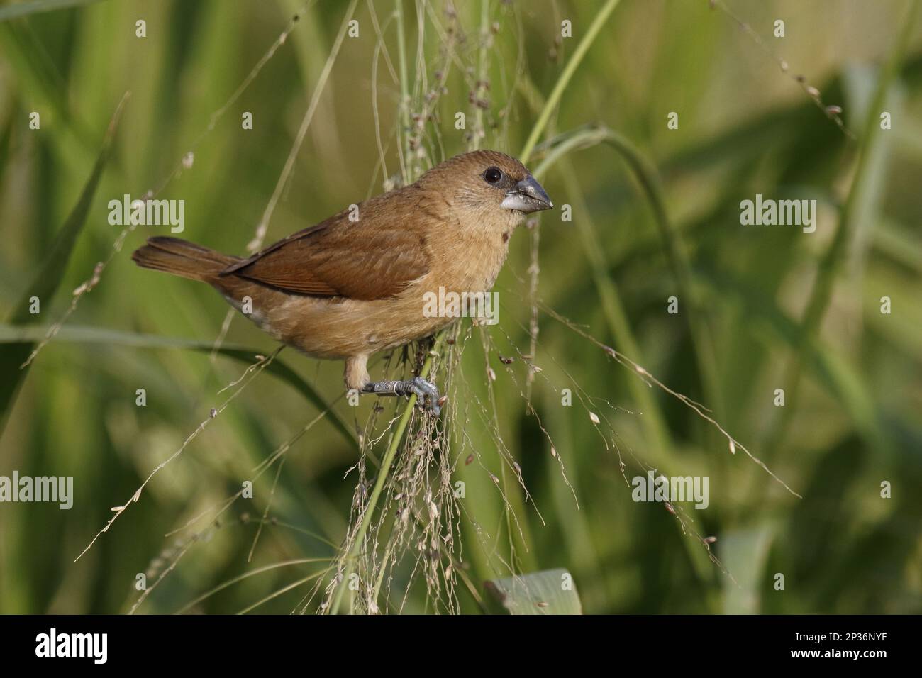 Noix de muscade, oiseau de muscade, munia à brebis squameuse (Lonchura punctulata), noix de muscade, noix de muscade, oiseaux de muscade, magnifiques petites fleurs, Oiseaux chanteurs Banque D'Images