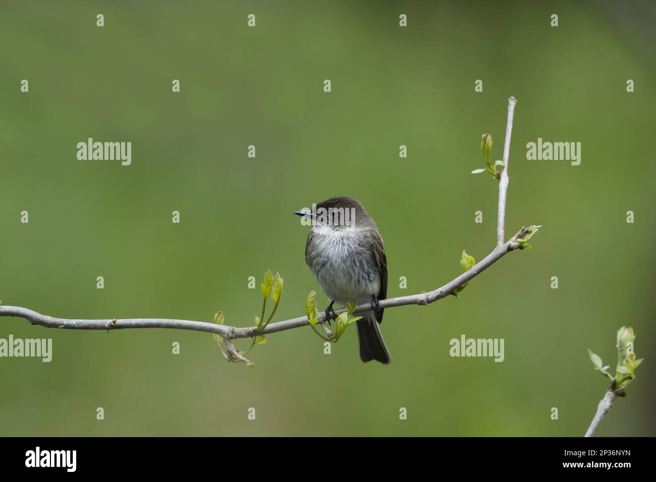 phoebe de l'est (Sayornis phoebe) adulte, assis sur une succursale, Ontario, Canada Banque D'Images