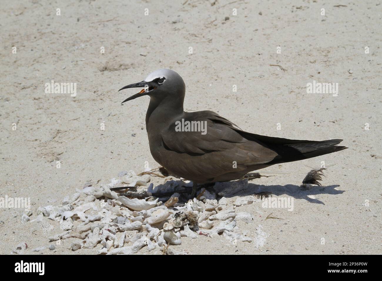Noddy commun (Anous stolidus) adulte, panant, debout avec des coquillages et des coraux morts recueillis pour le nid, Michaelmas Cay, Michaelmas et Upolu Cays N. P. Banque D'Images