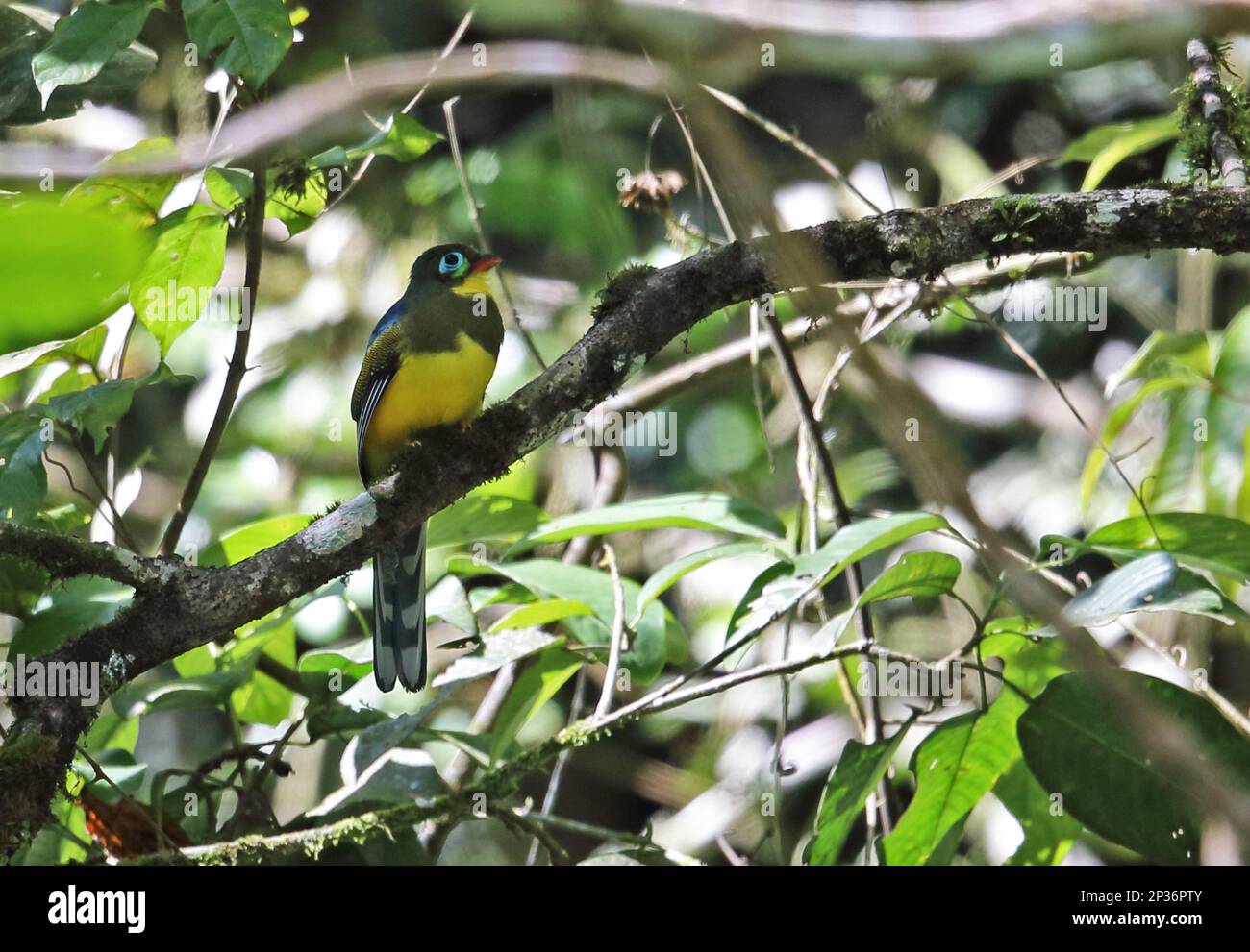 Sumatran Trogon (Apalharpactes mackloti) adulte, perché sur la branche, Kerinci Seblat N. P. Sumatra, îles de la Grande Sunda, Indonésie Banque D'Images