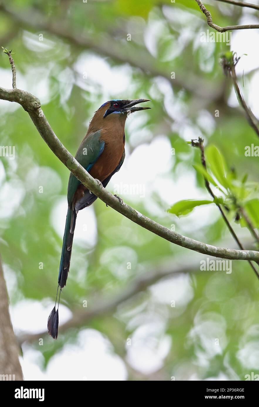 Motte de whooping adulte (Momotus subrufescens conexus), adulte, avec bec ouvert, assis sur une branche, Darien, Panama Banque D'Images