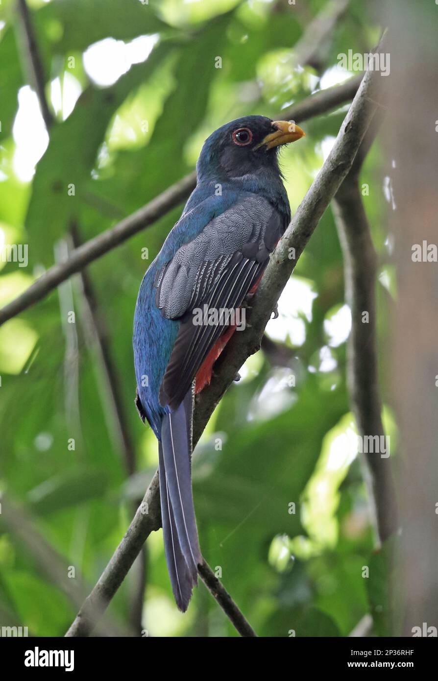 Trogon à queue noire (Trogon melanurus macroura), homme adulte, assis sur une branche, Darien, Panama Banque D'Images