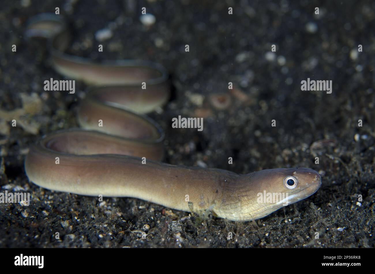 Moray de ligne blanche, anguille de moray de ligne blanche, anguilles de moray de ligne blanche, animaux, autres animaux, Poissons, anguilles de Moray, Moray à marge blanche (Gymnothorax Banque D'Images