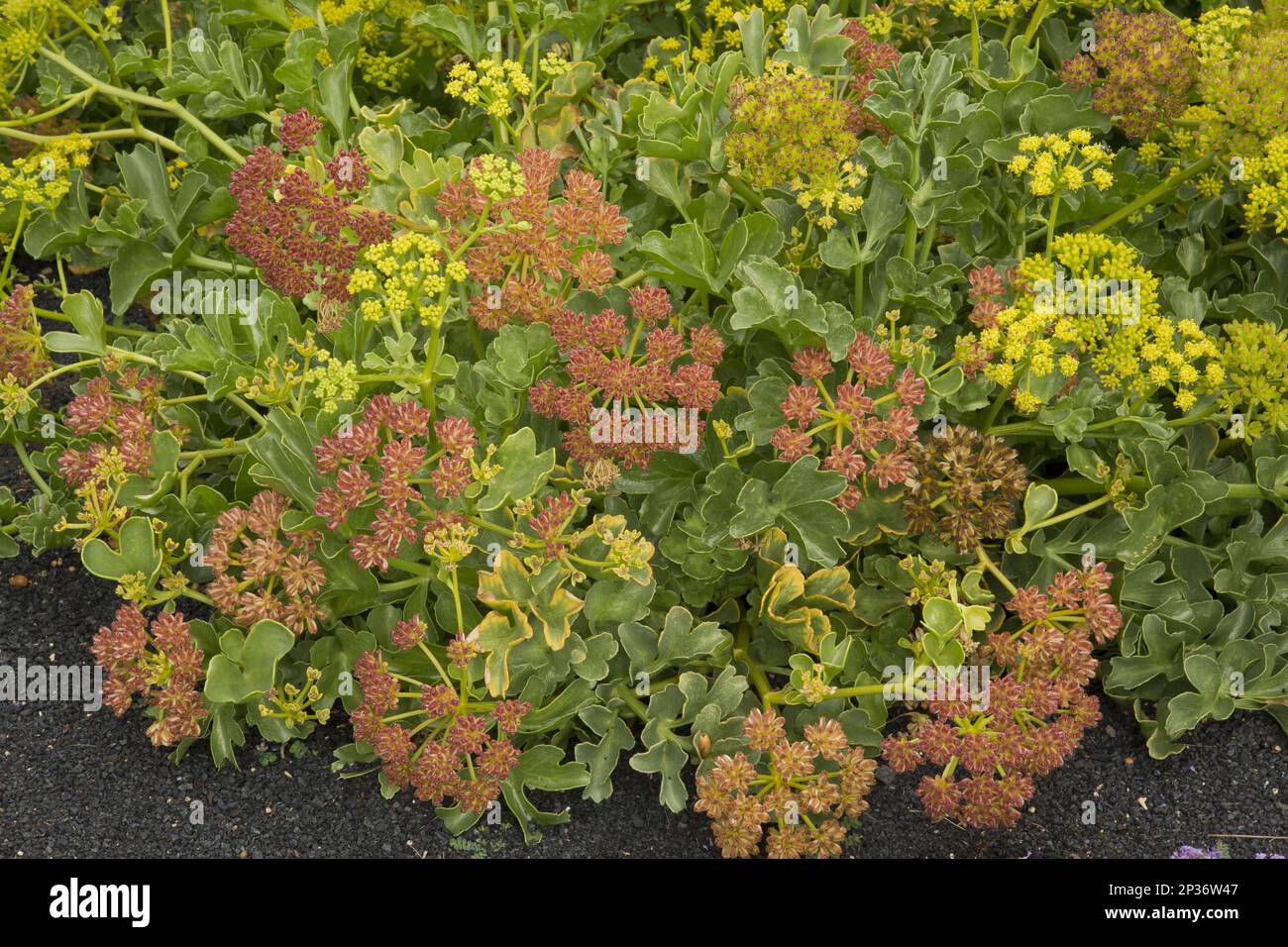 Fleurs de Samphir canari (Astydamia latifolia), croissant sur des roches côtières, Lanzarote, îles Canaries Banque D'Images