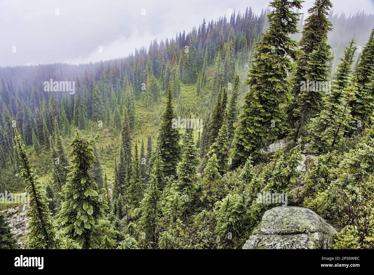 Habitat forestier de conifères sur le versant montagneux, mont Revelstoke, montagnes N. P. Selkirk, Colombie-Britannique, Canada Banque D'Images