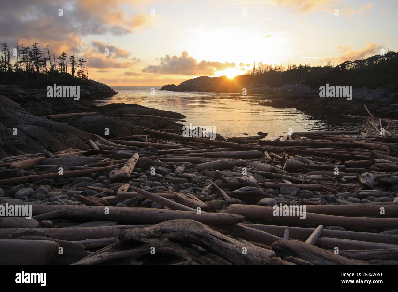 Vue sur la plage de bois flotté et la forêt tropicale côtière tempérée au coucher du soleil, Spider Anchorage, Coast Mountains, Great Bear Rainforest, Colombie-Britannique, Canada Banque D'Images