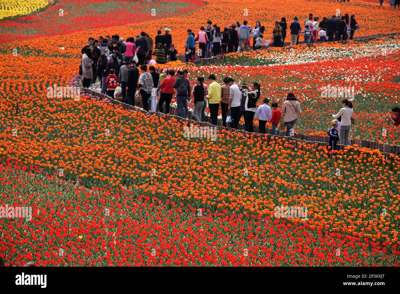 People walk through a garden of tulips during the first day of a tulip festival in Binzhou city in eastern China's Shandong Province, Saturday, April 18, 2015. (Chinatopix Via AP) CHINA OUT Banque D'Images