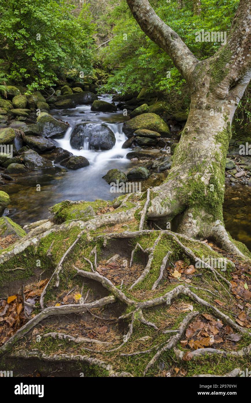 Racines d'arbres et de cours d'eau de bois, près de la cascade de Torc, rivière Owengarriff, Killarney N.P., comté de Kerry, Munster, Irlande Banque D'Images