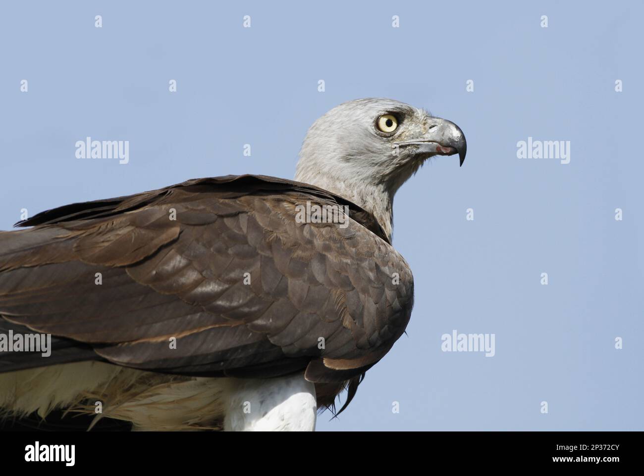 Aigle à tête grise (Ichthyophaga ichthyaetus) adulte, gros plan de la tête, Bundala N.P., Sri Lanka Banque D'Images