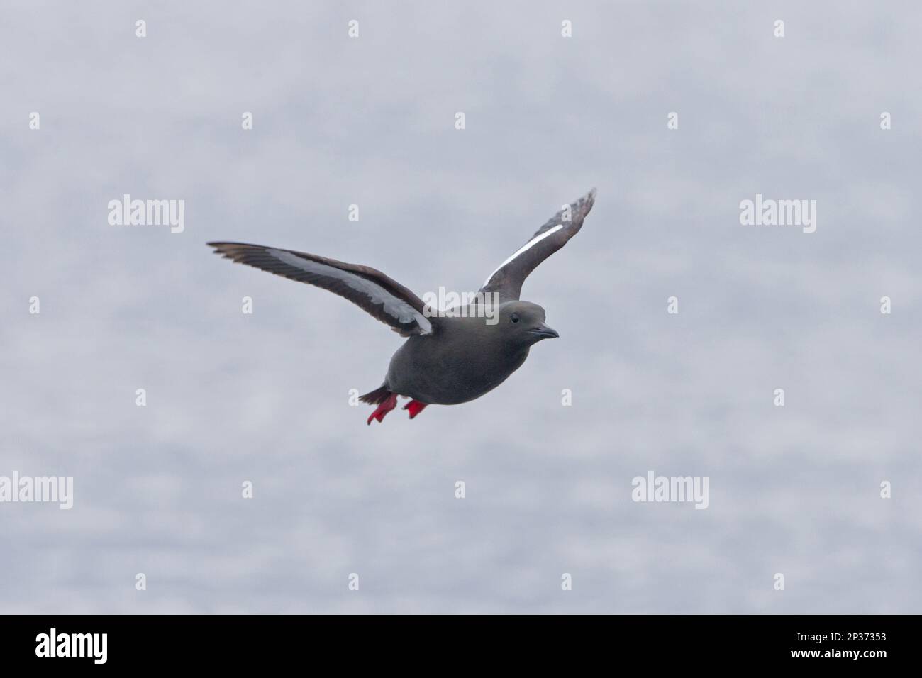 guillemot noir (Cepphus grylle) adulte, plumes reproductrices, en vol au-dessus de la mer, îles Shetland, Écosse, Royaume-Uni Banque D'Images