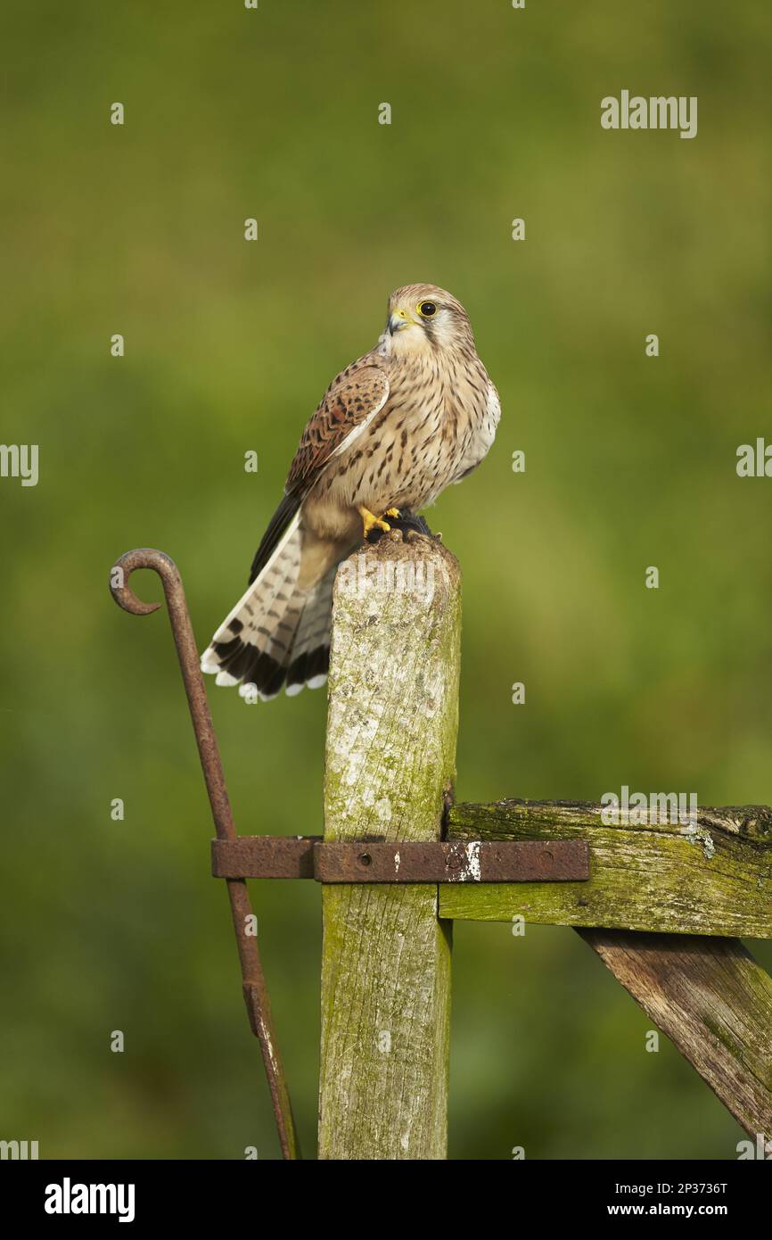 Kestrel commun (Falco tinnunculus), femelle adulte, avec proie dans les talons, perchée sur le poste d'entrée d'une ferme, Worcestershire, Angleterre, Uni Banque D'Images