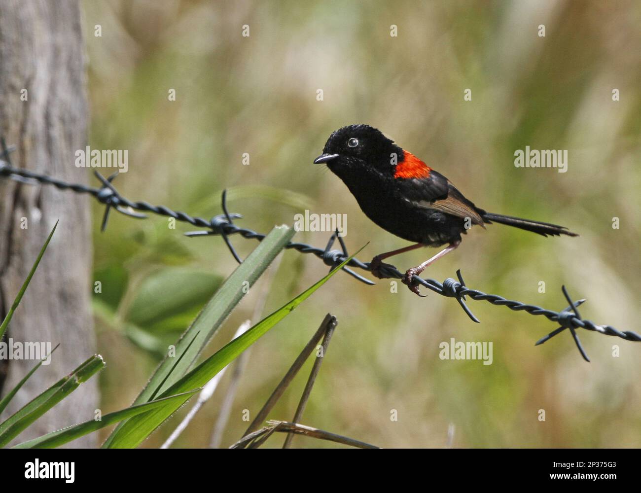 Fairywren à dos rouge (Malurus melanocephalus), mâle adulte, perché sur une clôture barbelée, Atherton Tableland, Great Dividing Range, Queensland Banque D'Images