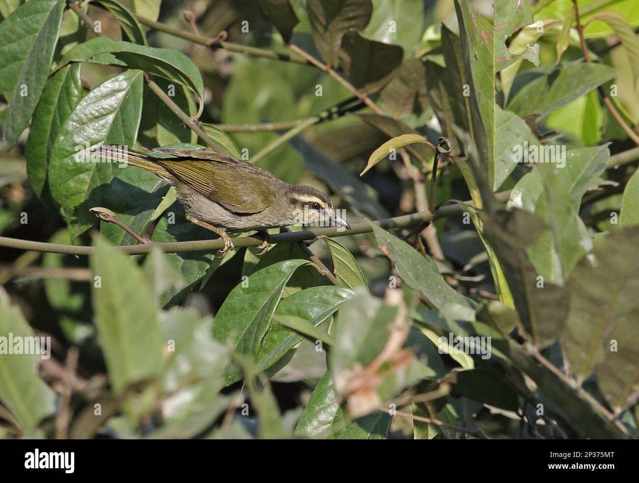 Hylie verte (Hylia prasina prasina) adulte, assis sur une vigne, Kakum N. P. Ghana Banque D'Images