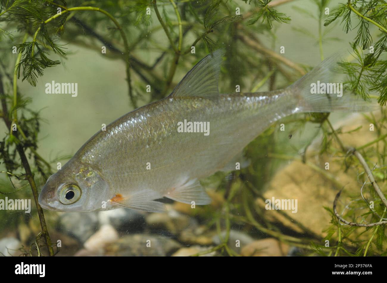 Silver Bream (Blicca bjoerkna) adulte, en cuve, dans le Nottinghamshire, Angleterre, Royaume-Uni Banque D'Images