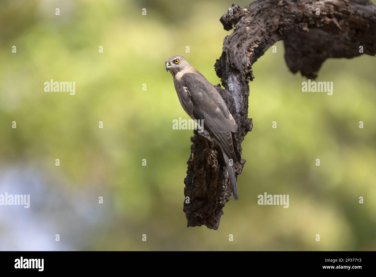 Shikra (Accipiter badius dussumieri) adulte, perché sur la branche, Kanha N.P., Madhya Pradesh, Inde Banque D'Images