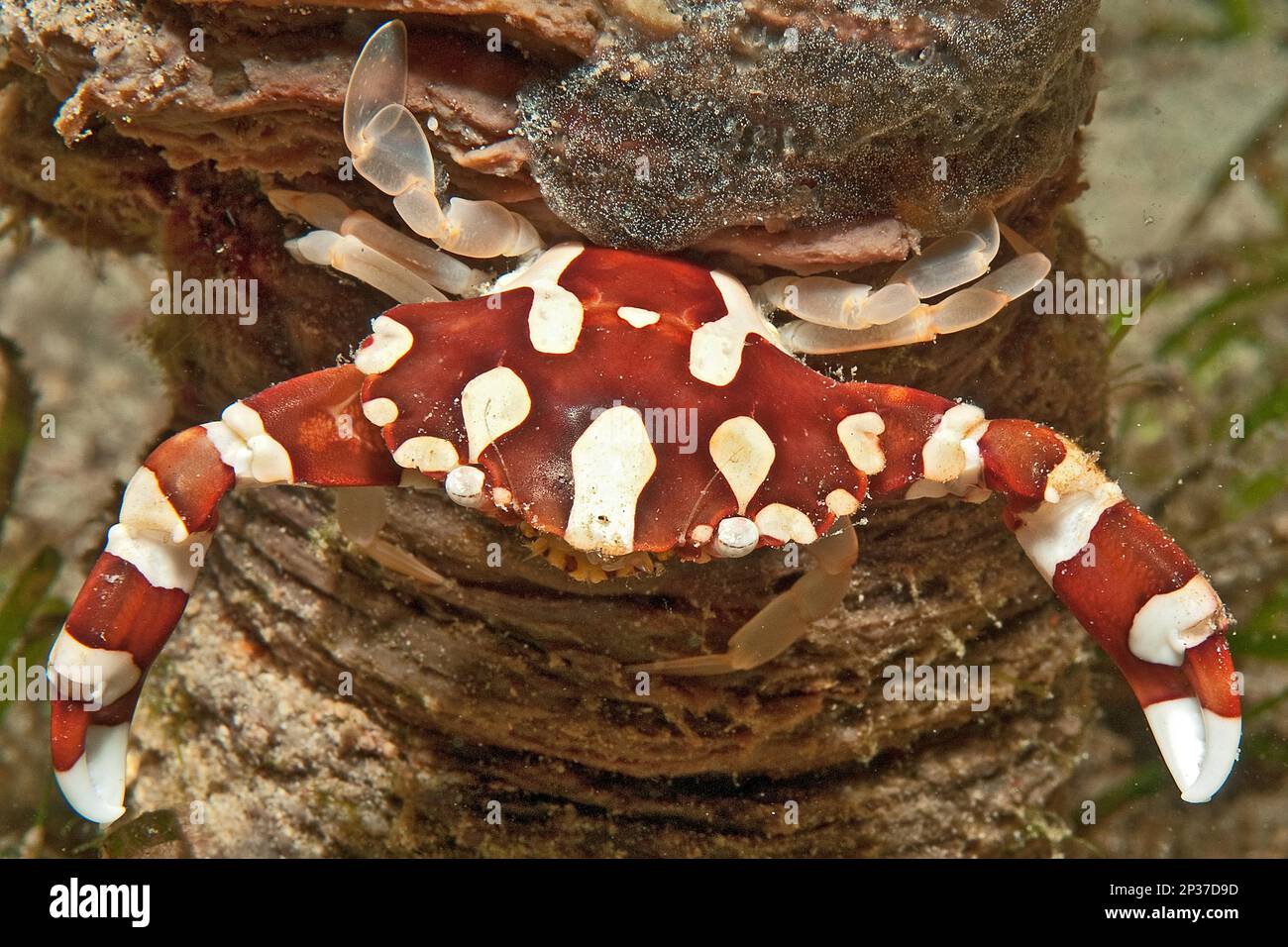 Crabe nageur d'Arlequin (Lissocarcinus laevis), Claws, Plage de Sabang, Purto Galera, Mindoro, Philippines, Asie du Sud-est, Océan Indo-Pacifique Banque D'Images