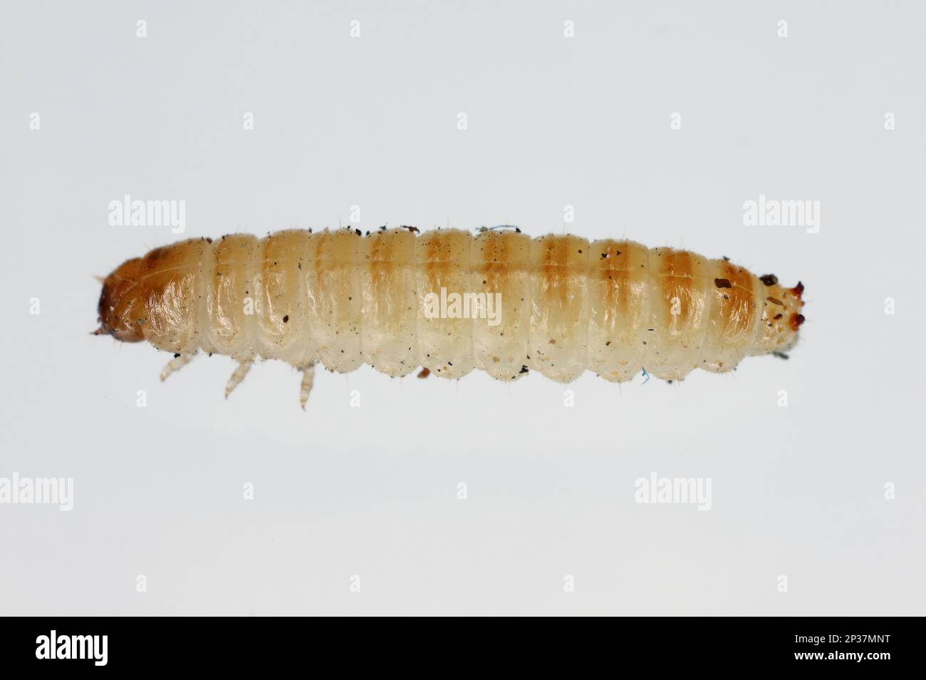 Mycetophagus maggots, larves se nourrissant sur le champignon de la tête de la Rotten comestible. Banque D'Images Mycetophagus maggots, larves se nourrissant sur le champignon de la tête de la Rotten comestible. Banque D'Images