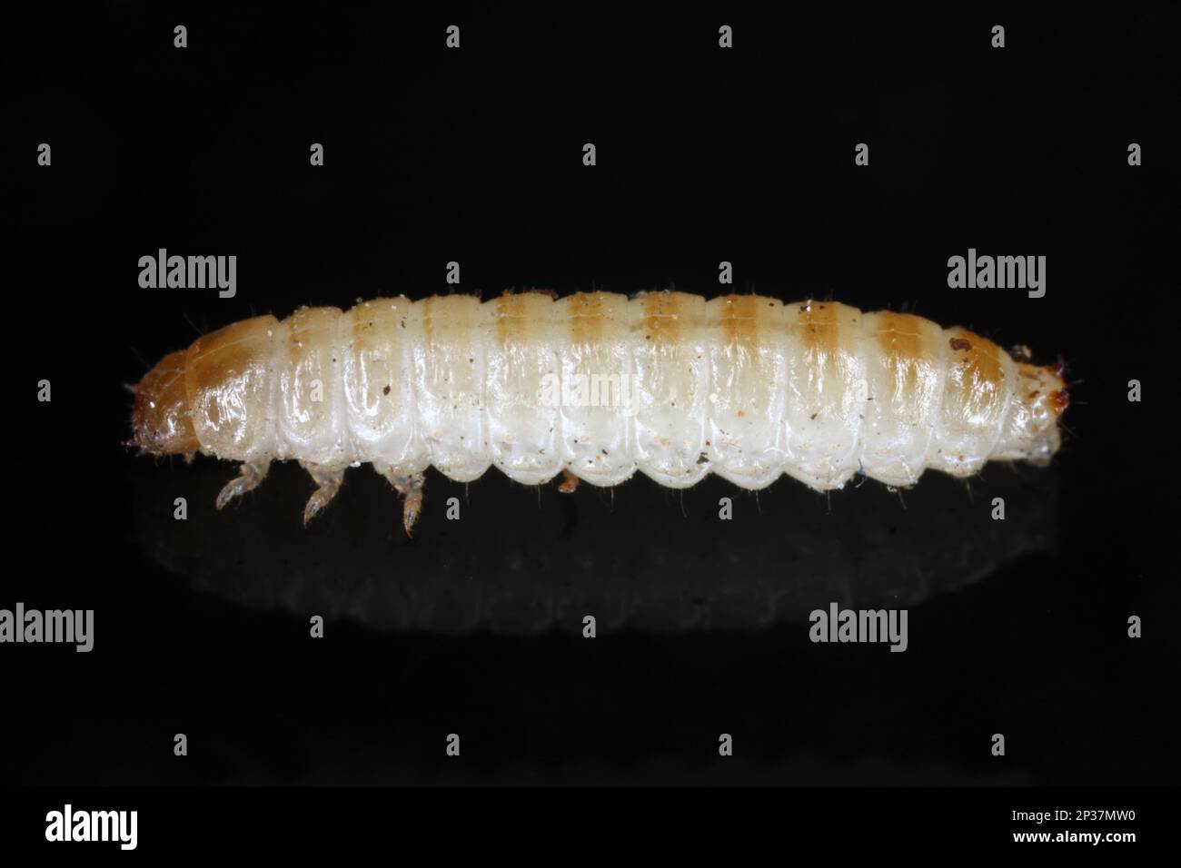 Mycetophagus maggots, larves se nourrissant sur le champignon de la tête de la Rotten comestible. Banque D'Images Mycetophagus maggots, larves se nourrissant sur le champignon de la tête de la Rotten comestible. Banque D'Images