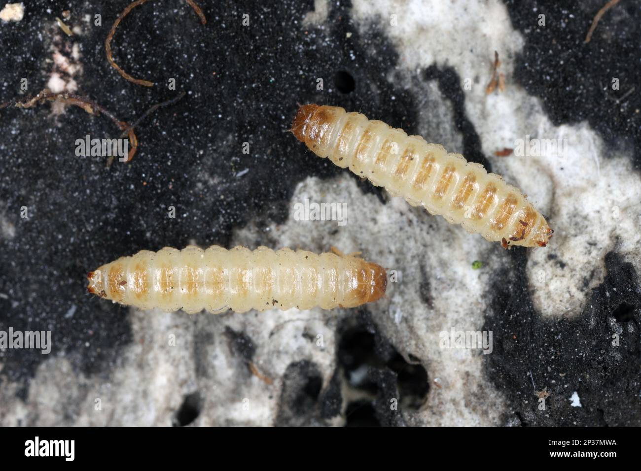 Mycetophagus maggots, larves se nourrissant sur le champignon de la tête de la Rotten comestible. Banque D'Images Mycetophagus maggots, larves se nourrissant sur le champignon de la tête de la Rotten comestible. Banque D'Images