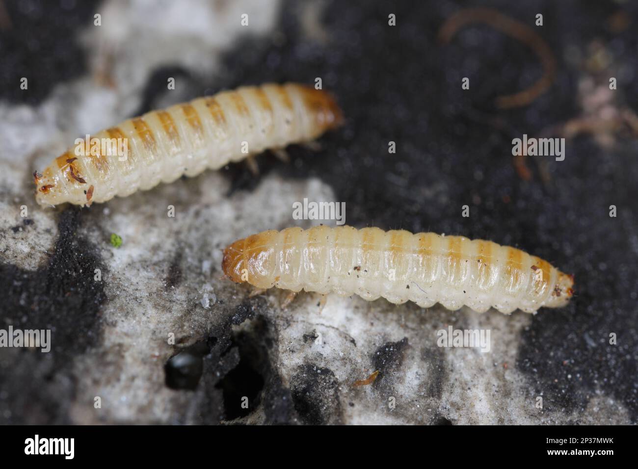 Mycetophagus maggots, larves se nourrissant sur le champignon de la tête de la Rotten comestible. Banque D'Images Mycetophagus maggots, larves se nourrissant sur le champignon de la tête de la Rotten comestible. Banque D'Images
