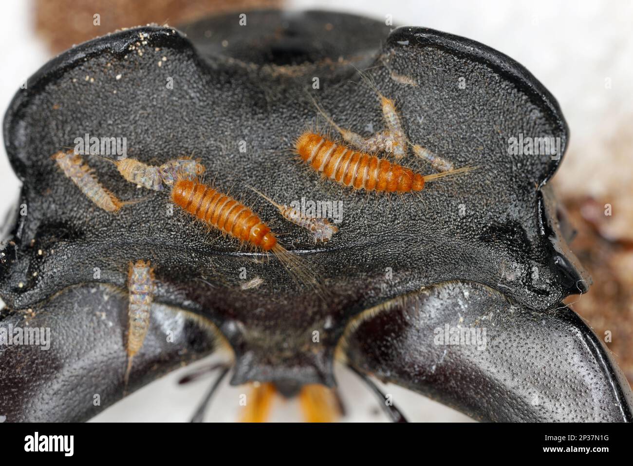 Larve, larves de coléoptère de tapis Anthrenus, Trogoderma, Attagenus — free download