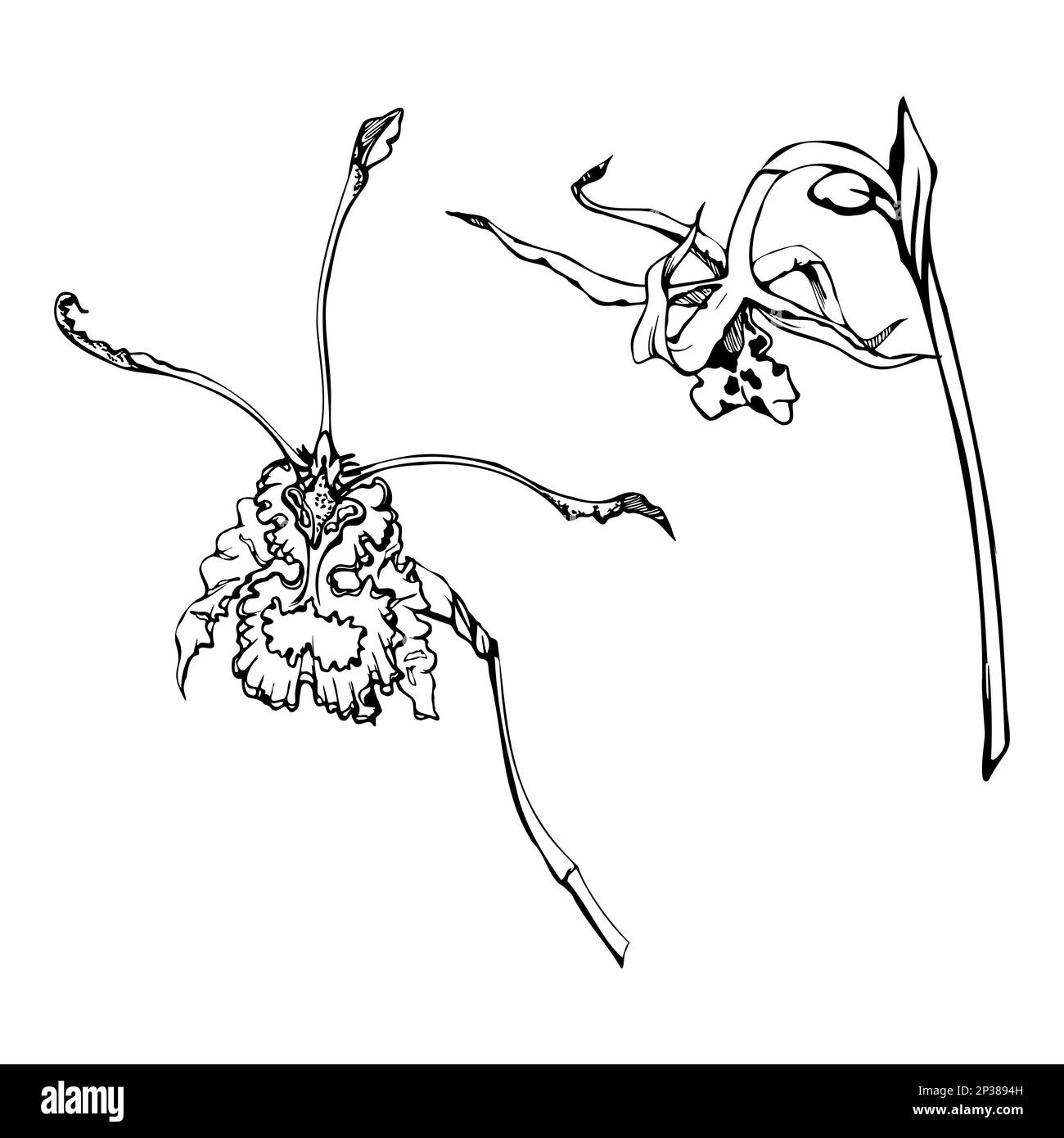 Fleurs, tiges, feuilles, monochrome, contour détaillé d'orchidées à encre vectorielle dessinées à la main. Composition avec branches. Isolé sur fond blanc. Conception pour Illustration de Vecteur