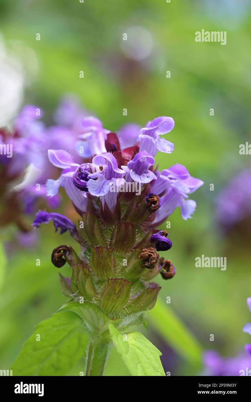 Prunella vulgaris, communément appelée autocicatrisation, Heal-All, coeur de la terre ou Woundwort, plante à fleurs sauvage de Finlande Banque D'Images